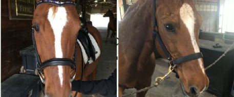 Owners searching for stolen horse in Houston offer $2,500 reward